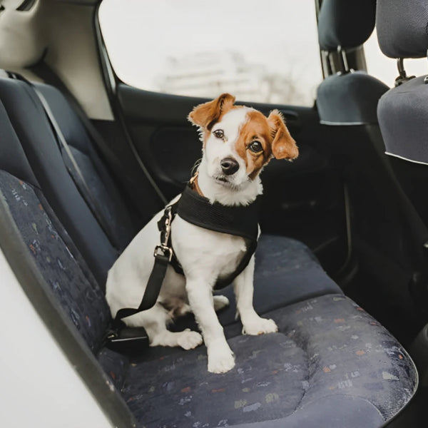 Pet Seatbelt