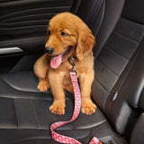 Pet Seatbelt